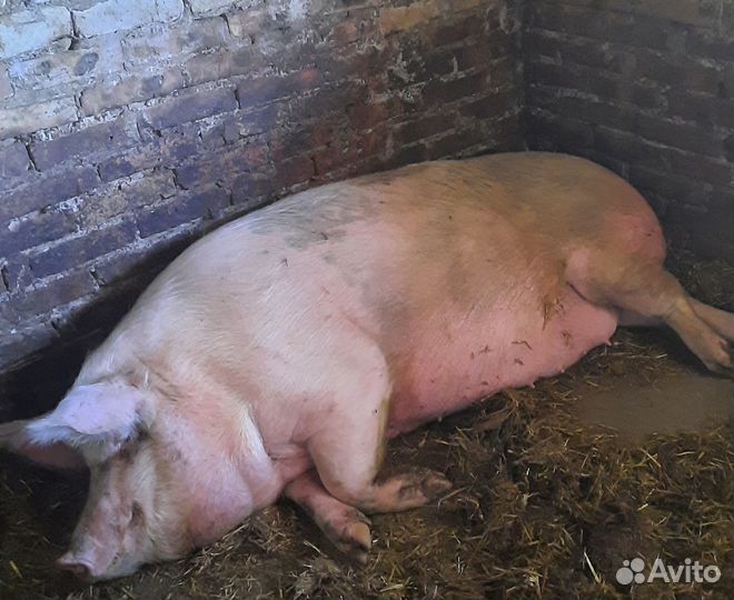 Домашняя свинья