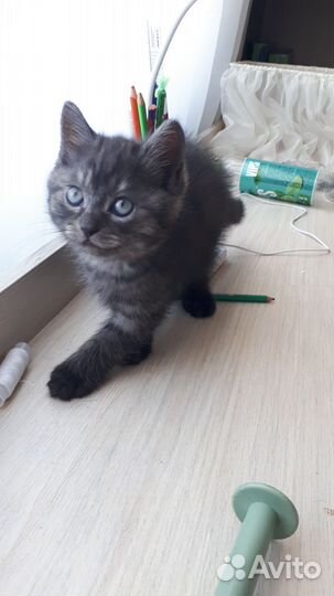 Котёнок кот