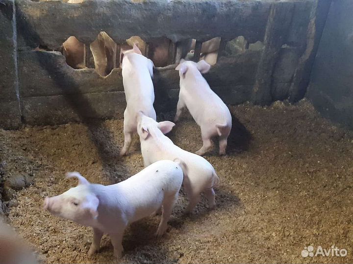 Поросенок ландрас