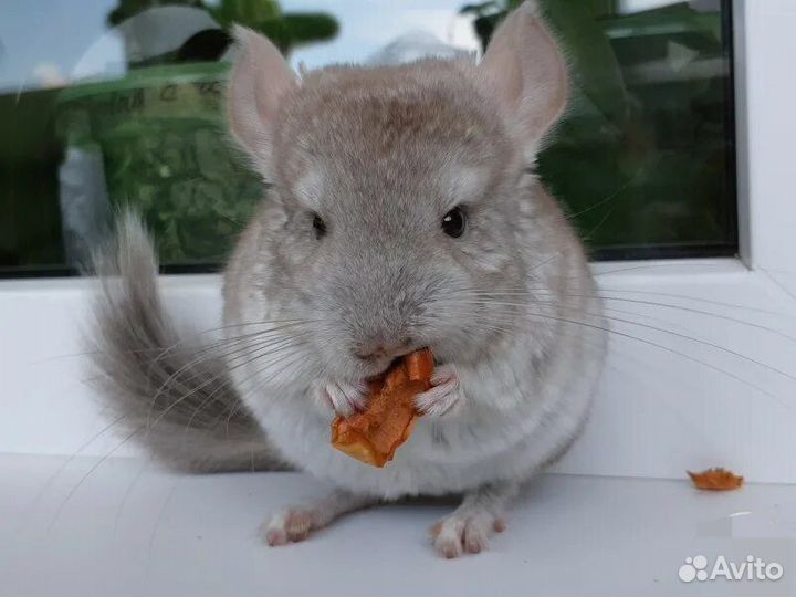 Шиншиллята