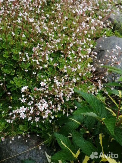 Цветы для дачи, сада, камнеломка теневая