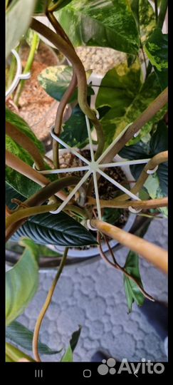 Держатель для стаканов для растений, опора