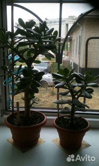 Толстянка, денежное дерево полезное как Аллой