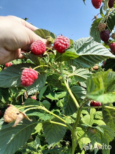 Саженцы ремонтантной малины