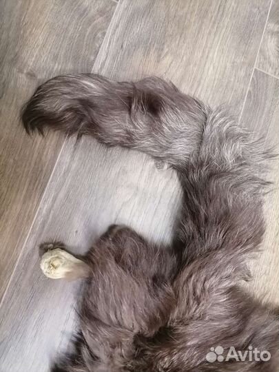 Шкурка песца