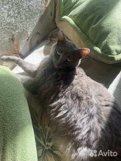 Кошечка Соня