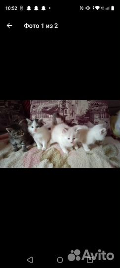 Котята в добрые руки