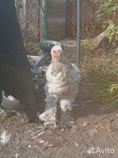 Петух брама