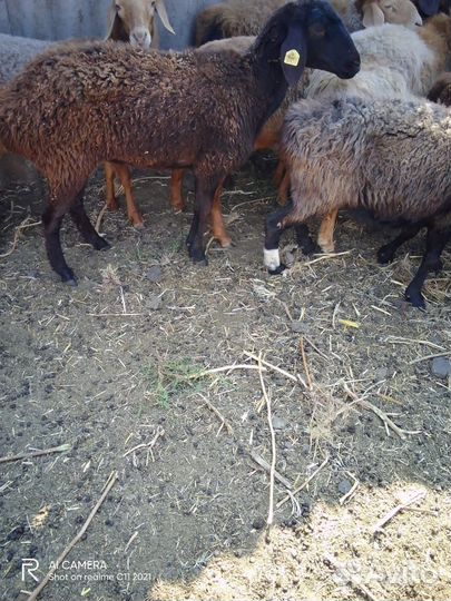 Курдючные бараны овцы