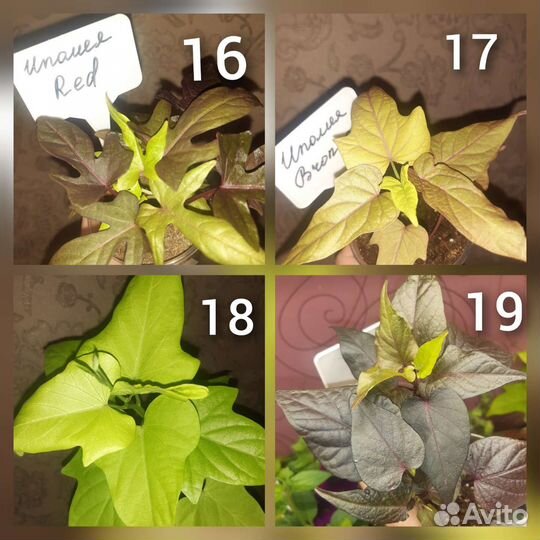 Ипомея батат