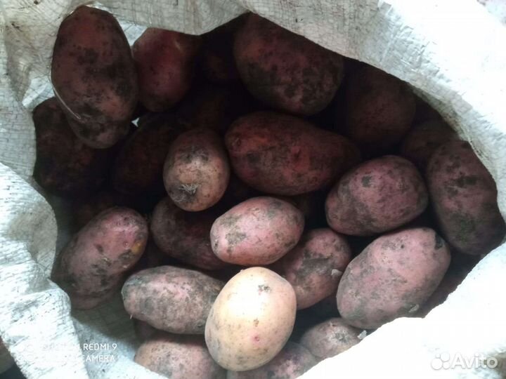 Продам картофель с доставкой