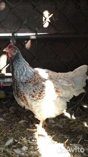 Куры несушки