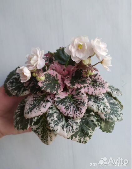 Фиалка - ук.листы - 5 сортов