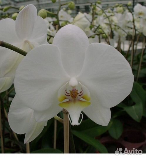 Орхидея фаленопсис Oxford