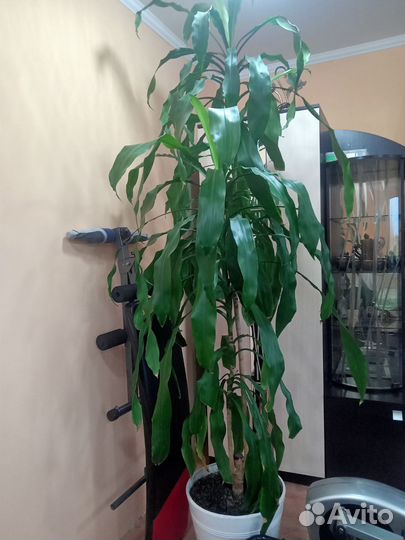 Драцена душистая