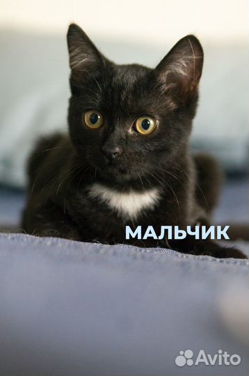 Ласковые котята