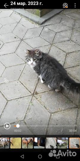 Кошки в добрые руки бесплатно