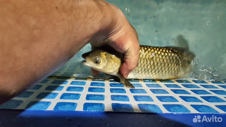 Белый амур, толстолобик