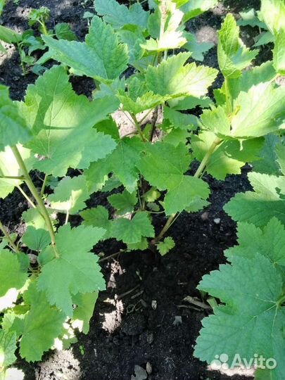 Смородина красная саженцы