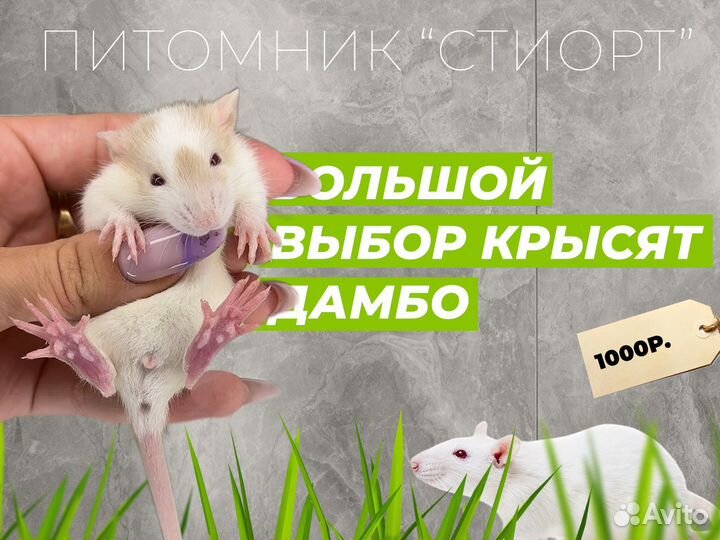 Крысята Дамбо. Крыса дамбо, Крысята