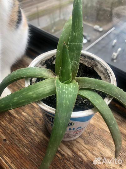 Цветы алоэ вера столетник все виды