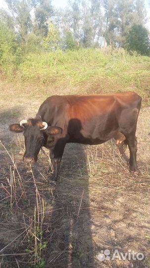 Корова дойная