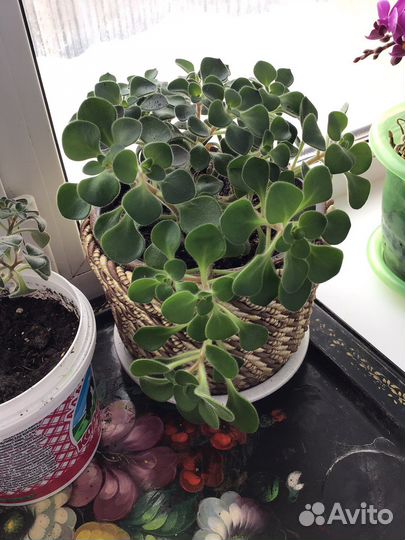 Аихризон -дерево любви, «копеечное дерево»