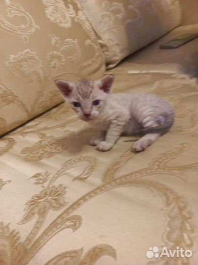Котята Сфинкс браш