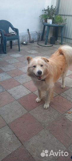 Вязка собак метис