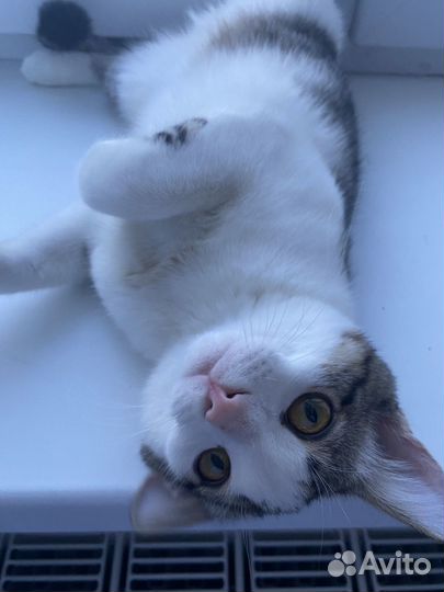Отдам кота в добрые руки