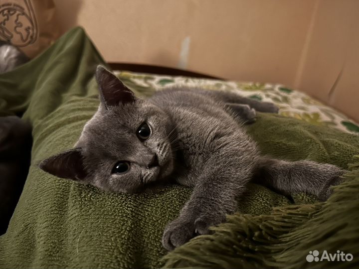 Британская кошка