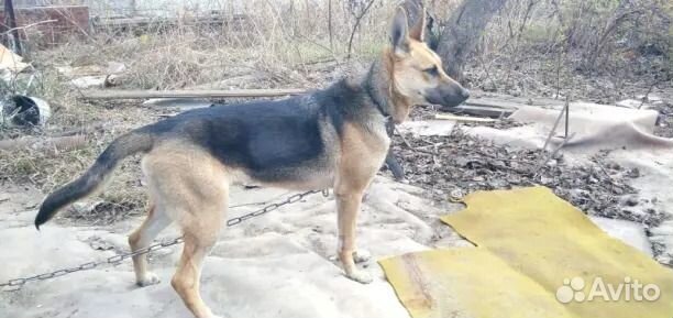 Ищет дом собака