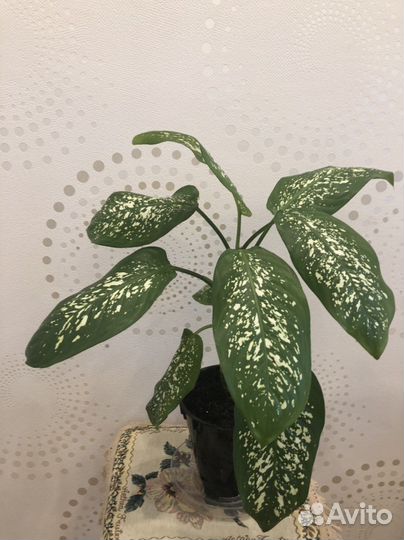 Диффенбвхия