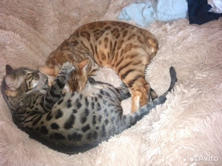 Котята доставка бенгал