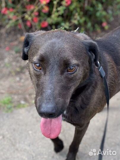 Черныш ищет дом