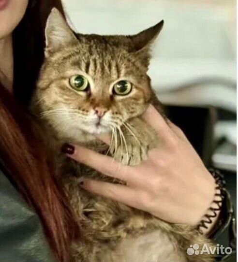 Котята подростки