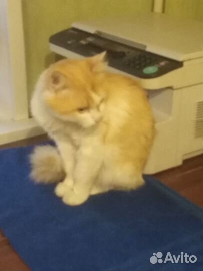 Котик (рыже-белый пушистик с лисьим хвостом)