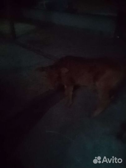 Бычки Телята