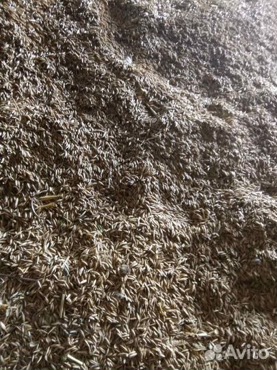 Овес фуражный