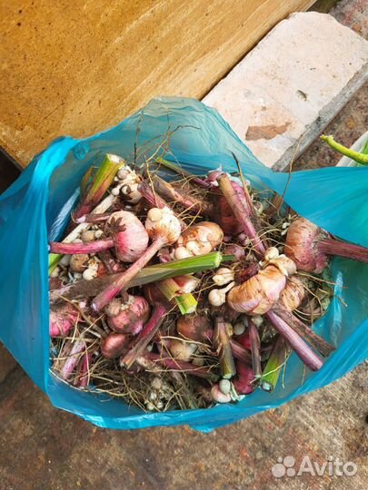 Гладиолусы луковицы