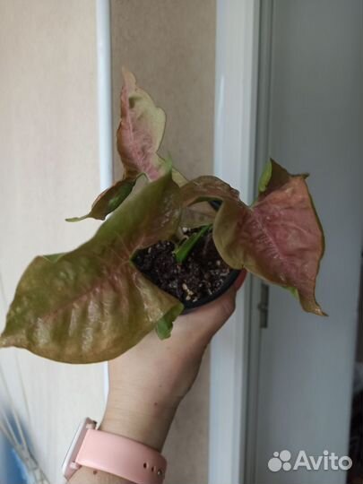 Эпипремнумы (сциндапсусы), сингониумы