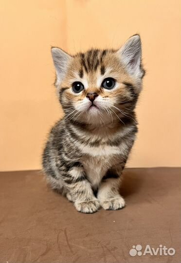 Шотландские прямоухие котята