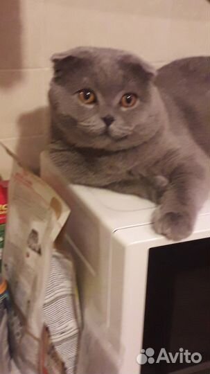 Вязка кошек,услуга от вислоухого кота Шотландца