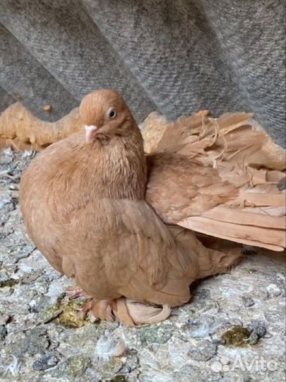 Статные голуби