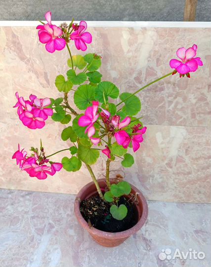 Пеларгония (герань)