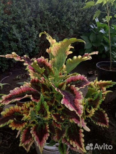 Колеусы укоренённые