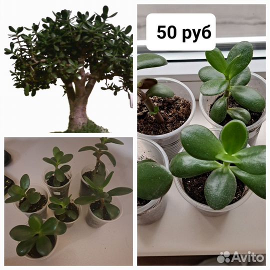 Крассула толстянка древовидная