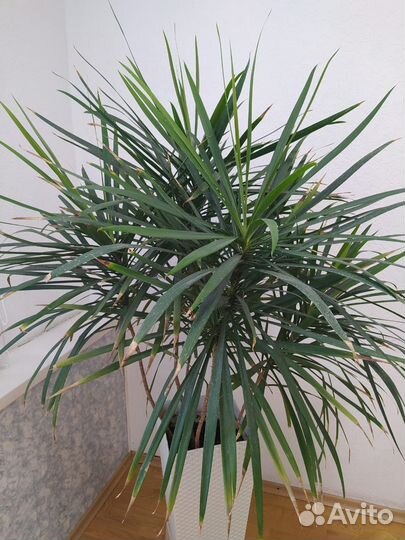 Драцена с горшком