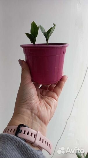 Замиокулькас