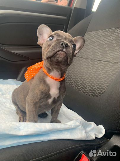Французский бульдог щенки